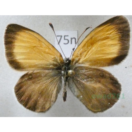 Coenonympha arcania Linnaeus, 1761 male Strzępotek perełkowiec Czech75n